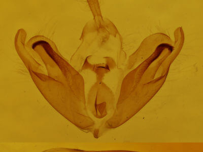 genitalia view of adult Plusiodonta compressipalpis