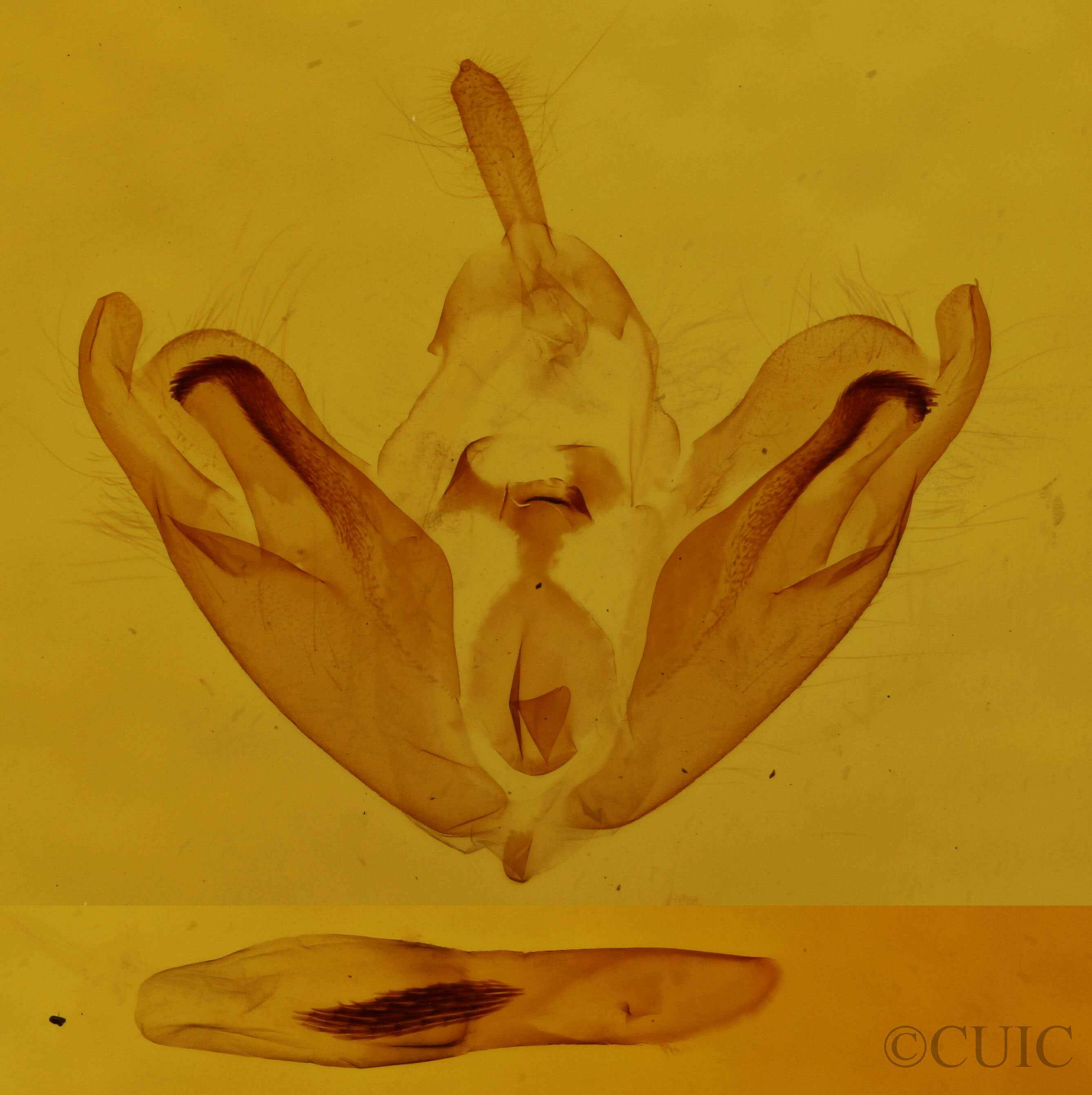 genitalia view of adult Plusiodonta compressipalpis
