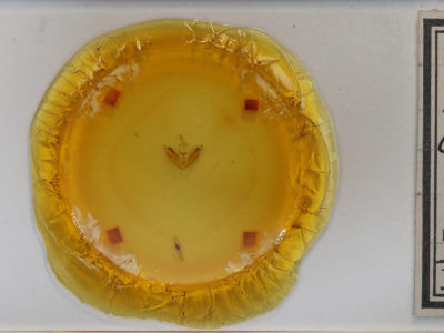 slide view of adult Plusiodonta compressipalpis