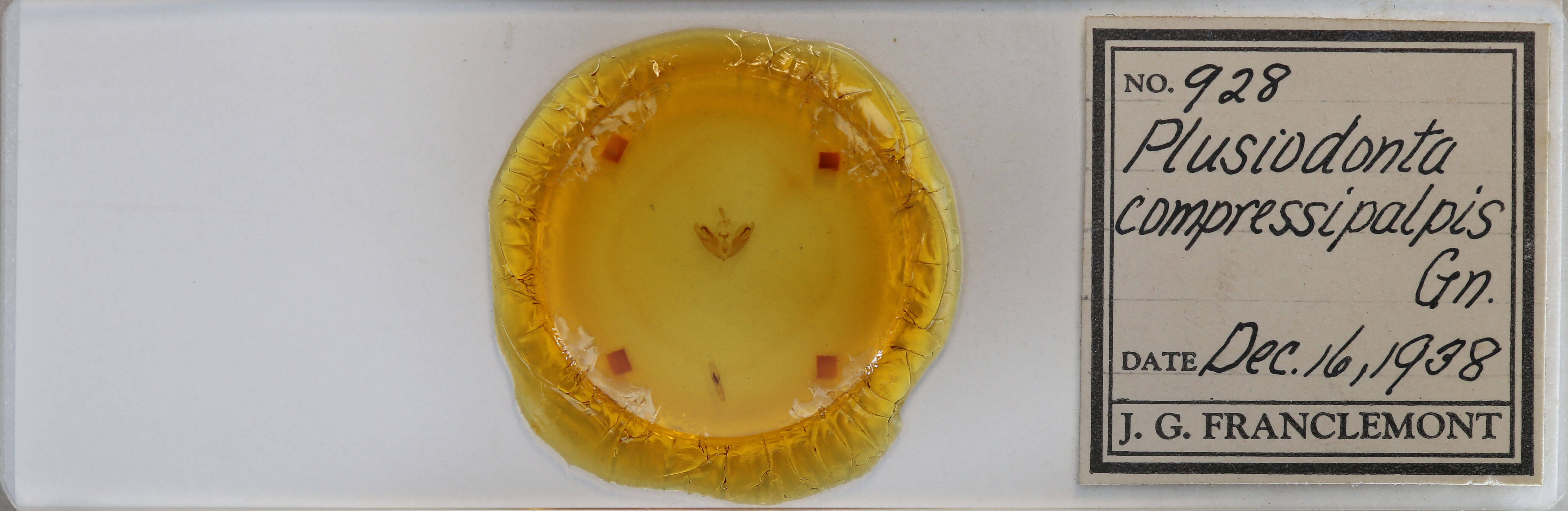 slide view of adult Plusiodonta compressipalpis