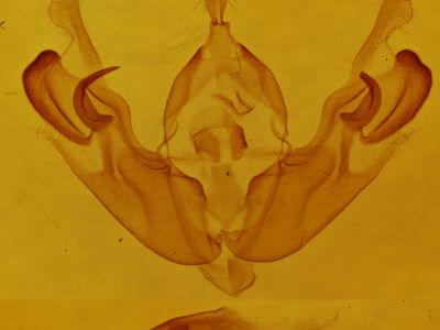 genitalia view of adult Orthodes detracta