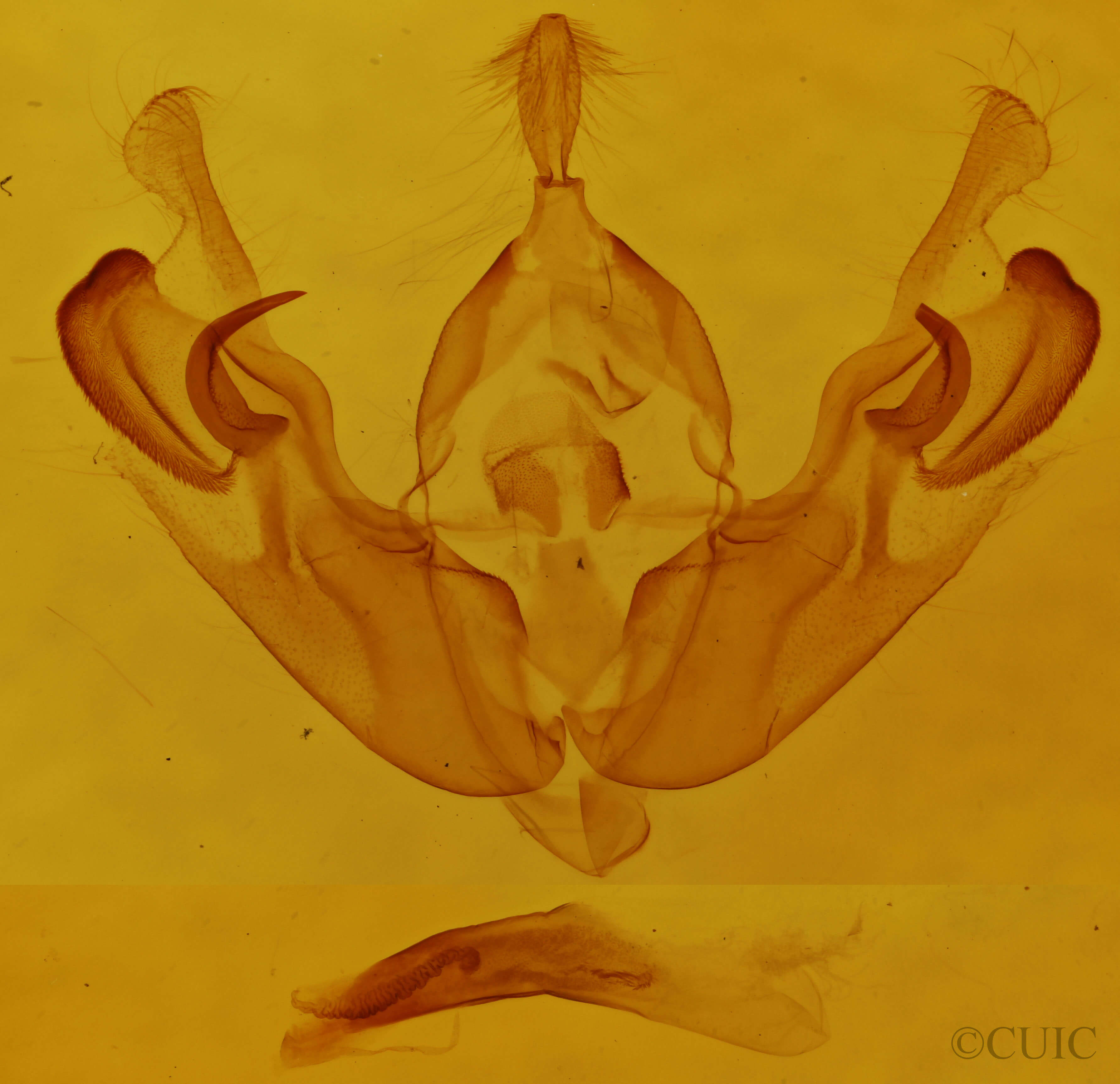 genitalia view of adult Orthodes detracta