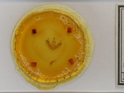 slide view of adult Orthodes detracta