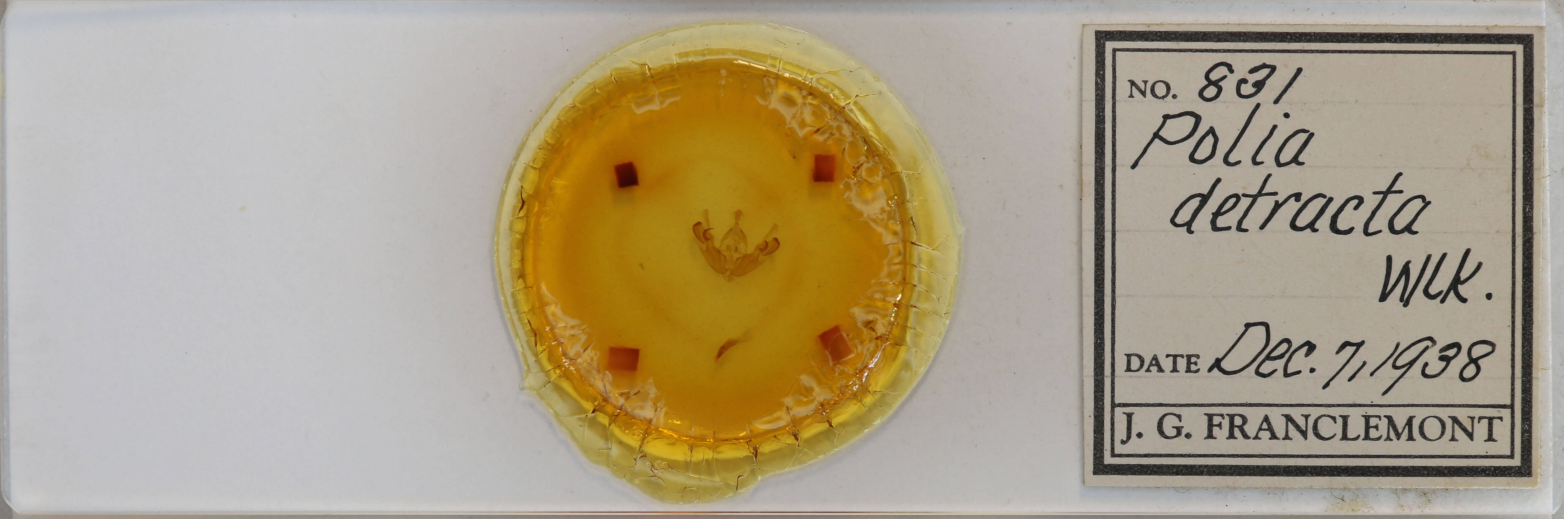 slide view of adult Orthodes detracta