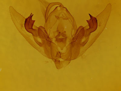 genitalia view of adult Orthodes goodelli