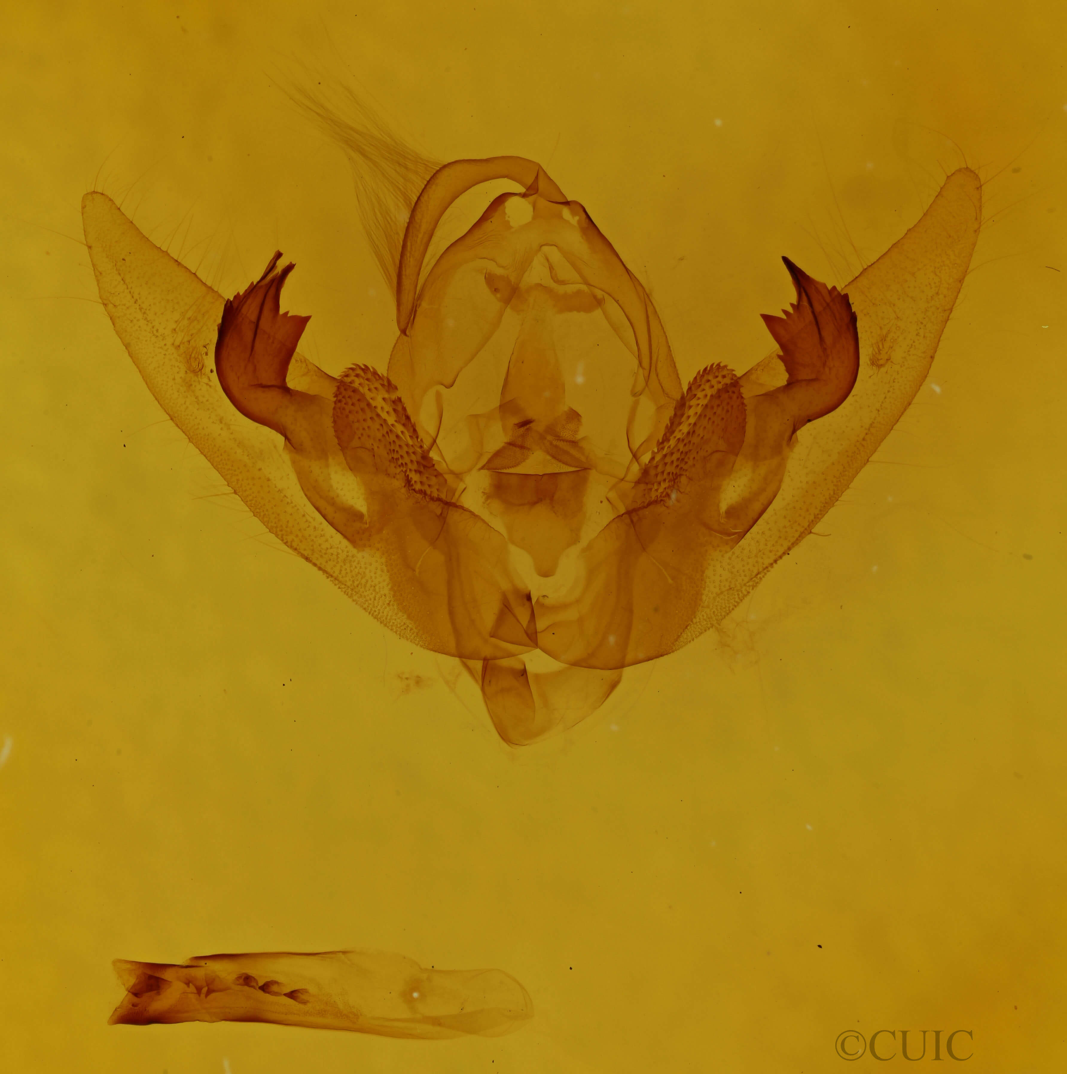 genitalia view of adult Orthodes goodelli