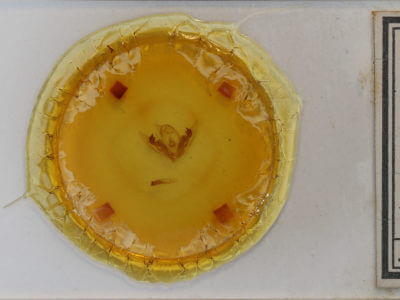 slide view of adult Orthodes goodelli