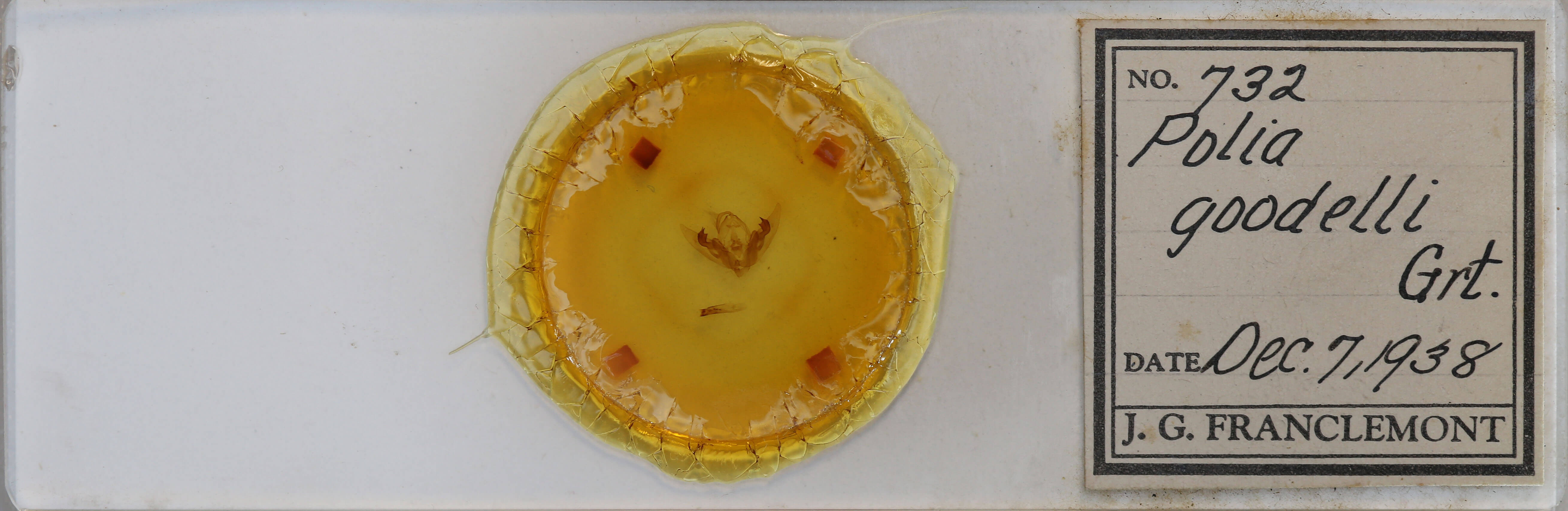 slide view of adult Orthodes goodelli