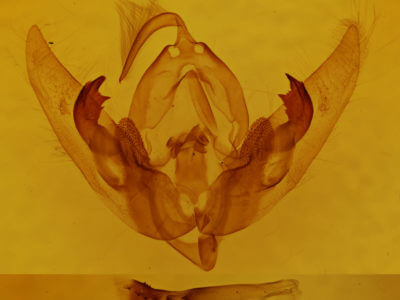 genitalia view of adult Orthodes goodelli