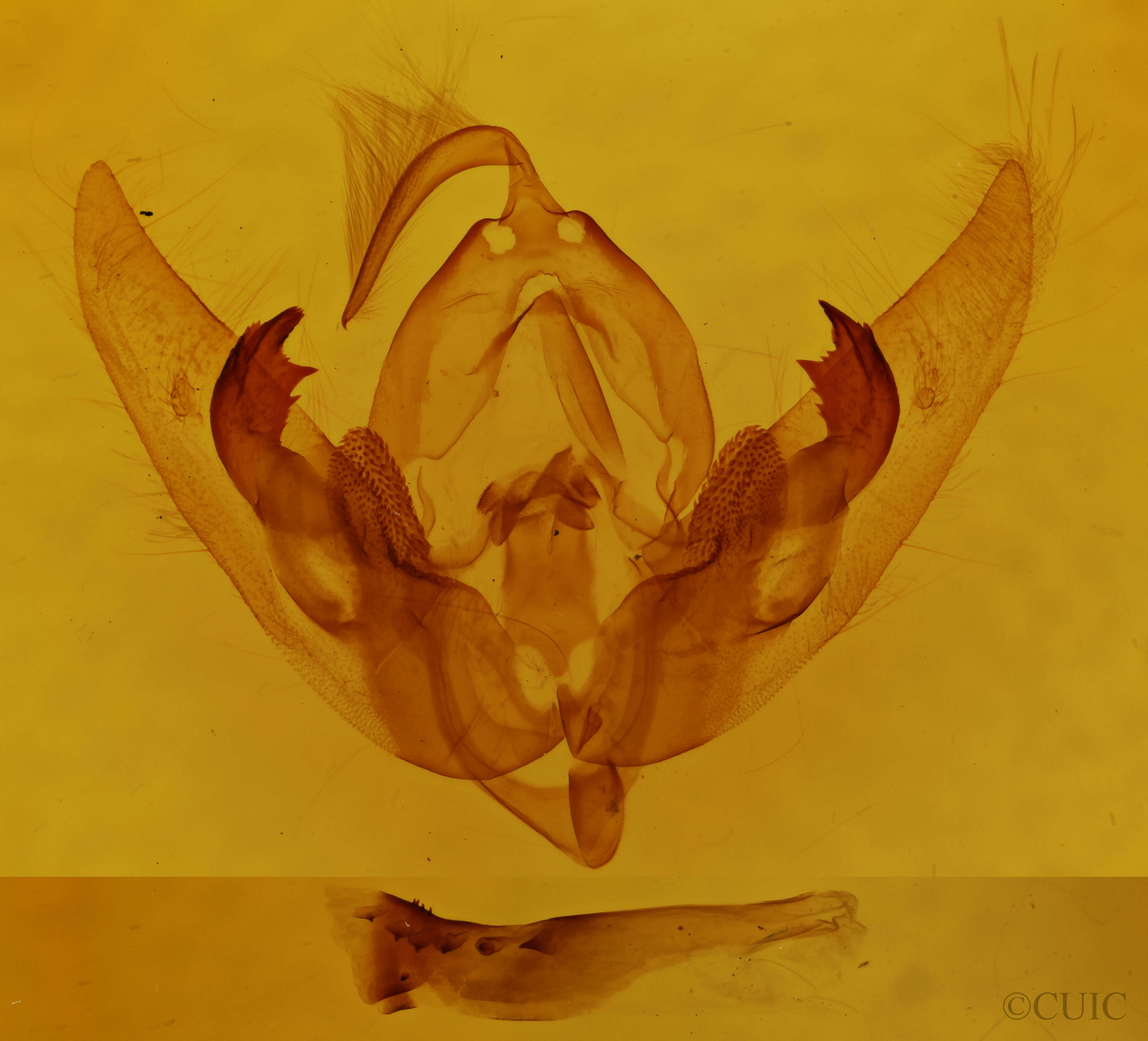 genitalia view of adult Orthodes goodelli