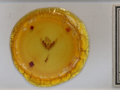 slide view of adult Orthodes goodelli