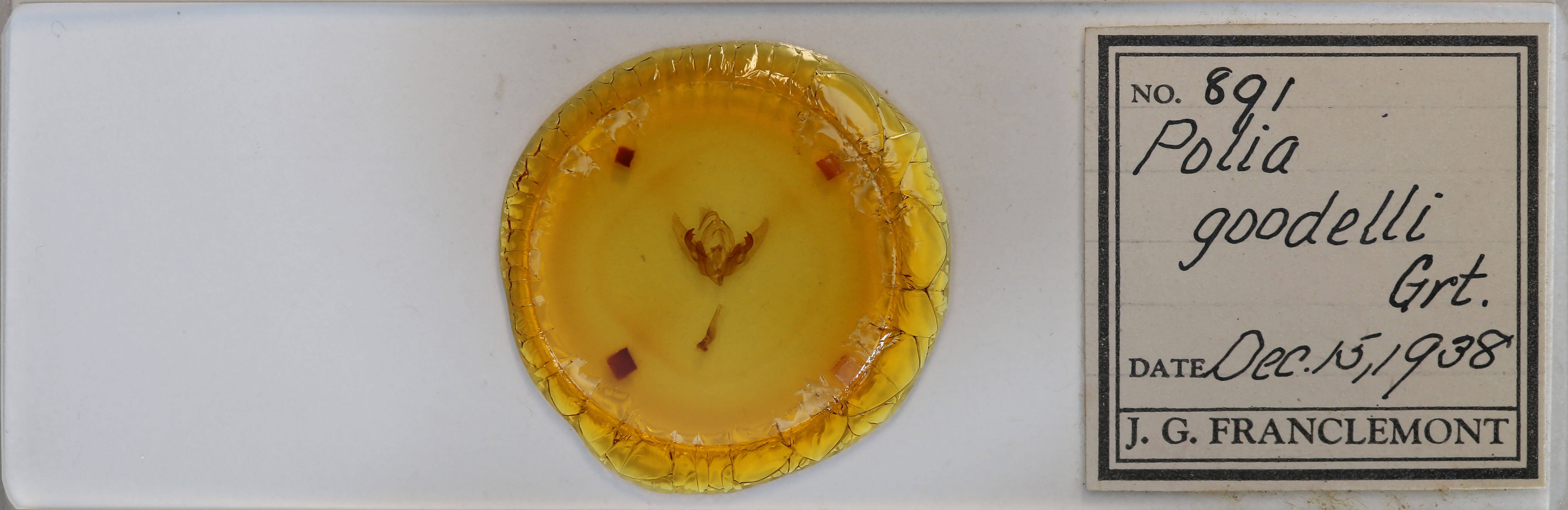 slide view of adult Orthodes goodelli