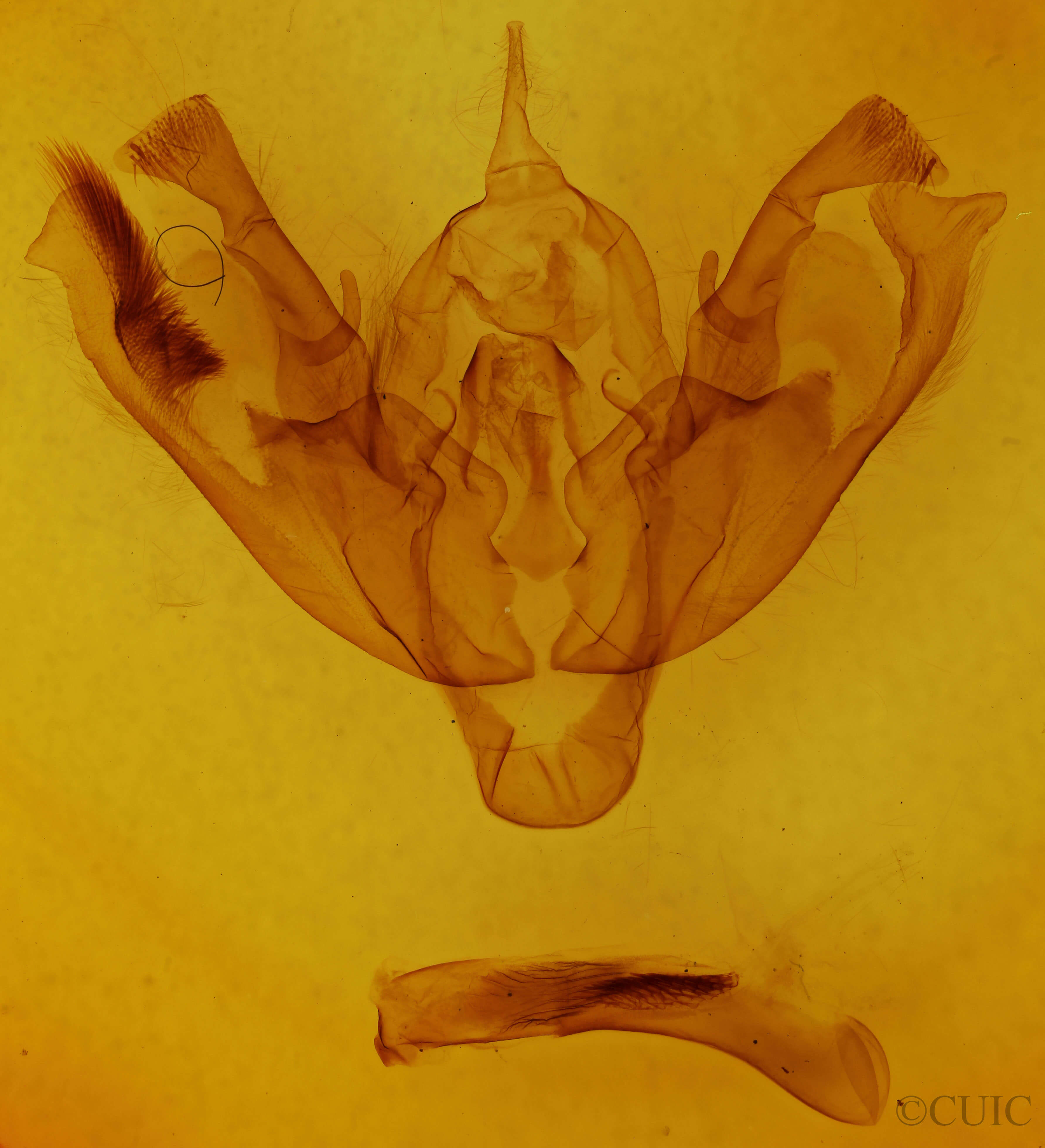 genitalia view of adult Polia rogenhoferi