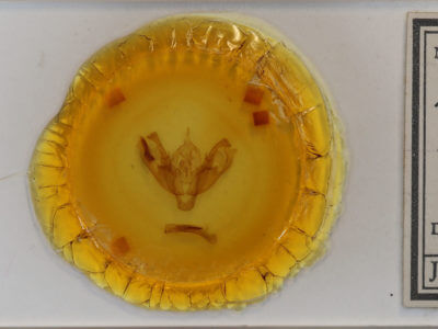 slide view of adult Polia rogenhoferi