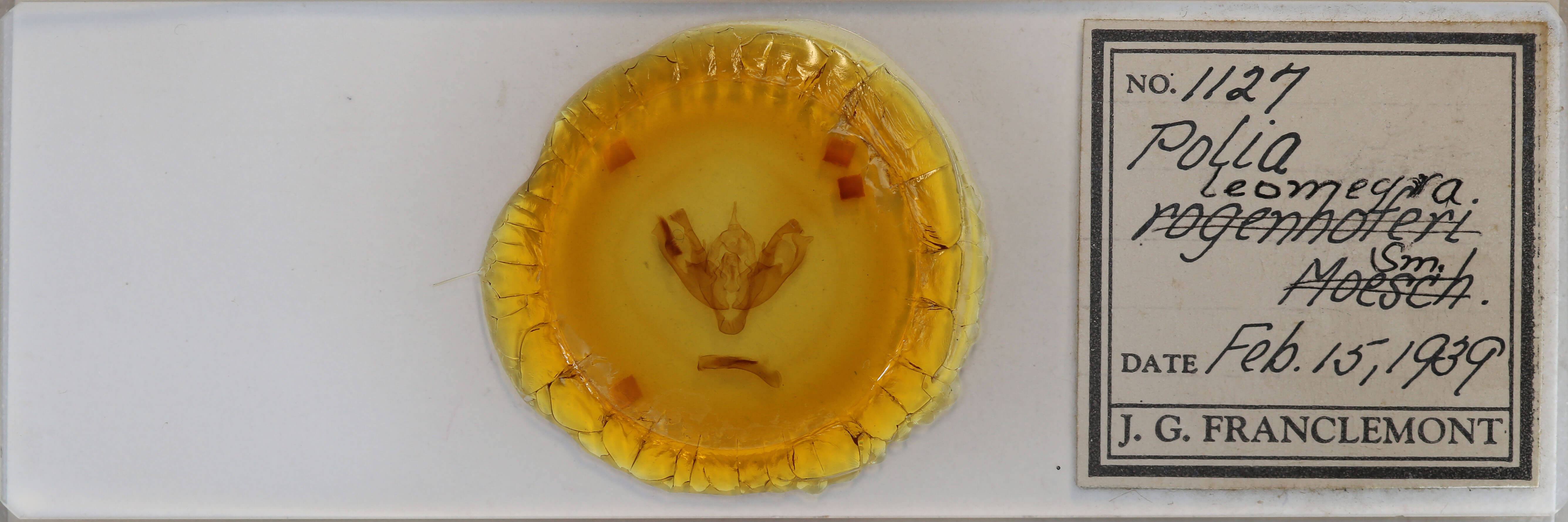 slide view of adult Polia rogenhoferi