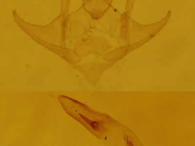 genitalia view of adult Protitame virginalis
