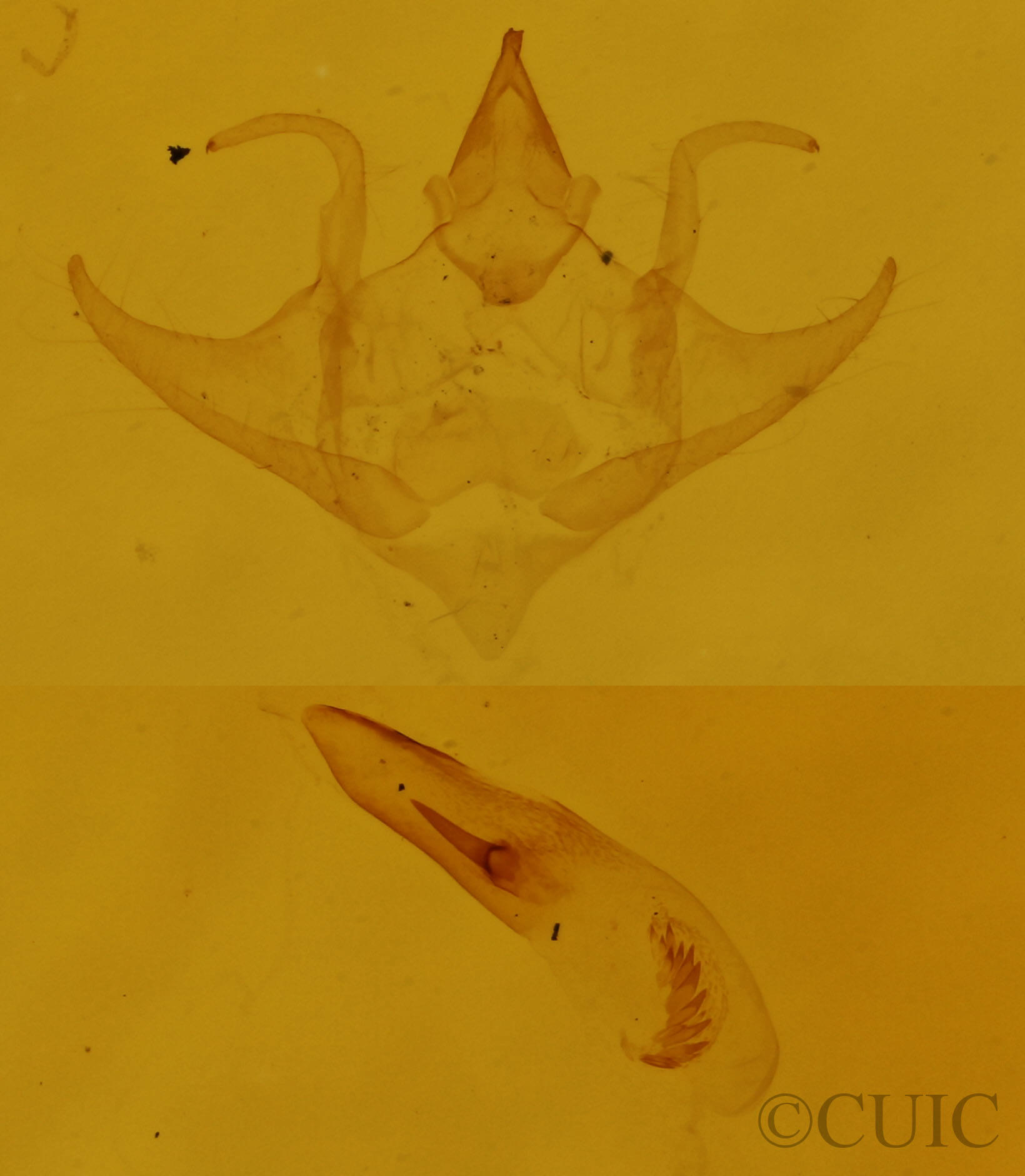 genitalia view of adult Protitame virginalis