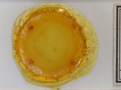 slide view of adult Protitame virginalis