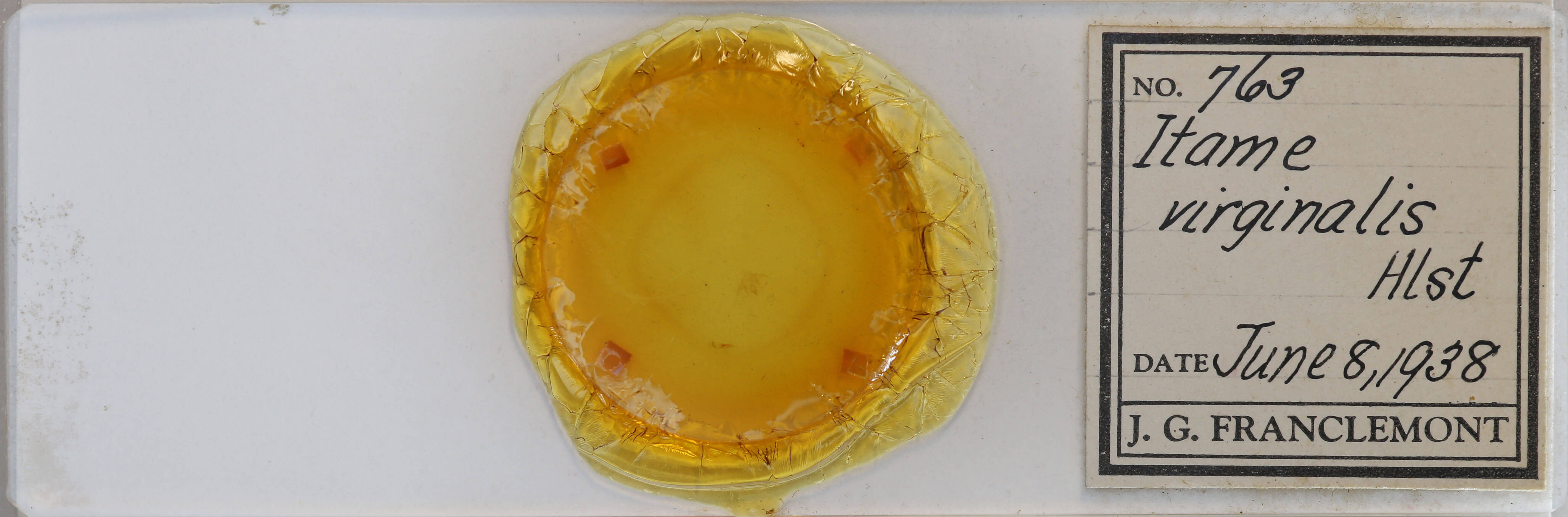 slide view of adult Protitame virginalis