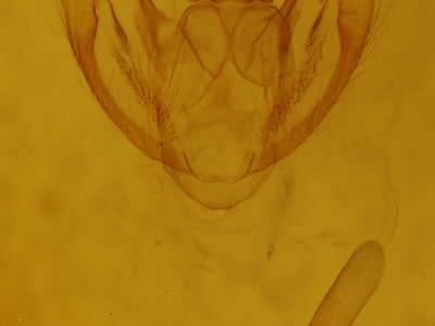 genitalia view of adult Protoboarmia porcelaria