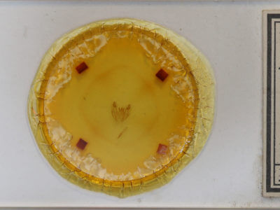 slide view of adult Protoboarmia porcelaria