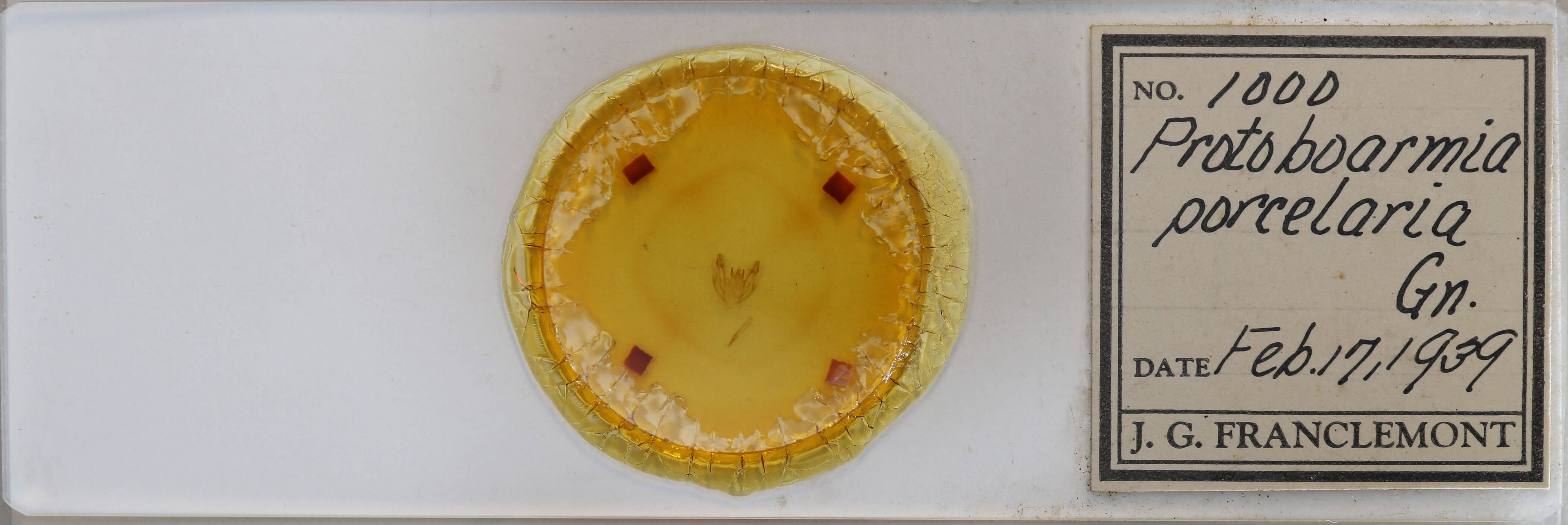 slide view of adult Protoboarmia porcelaria