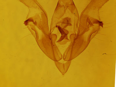 genitalia view of adult Protorthodes oviduca