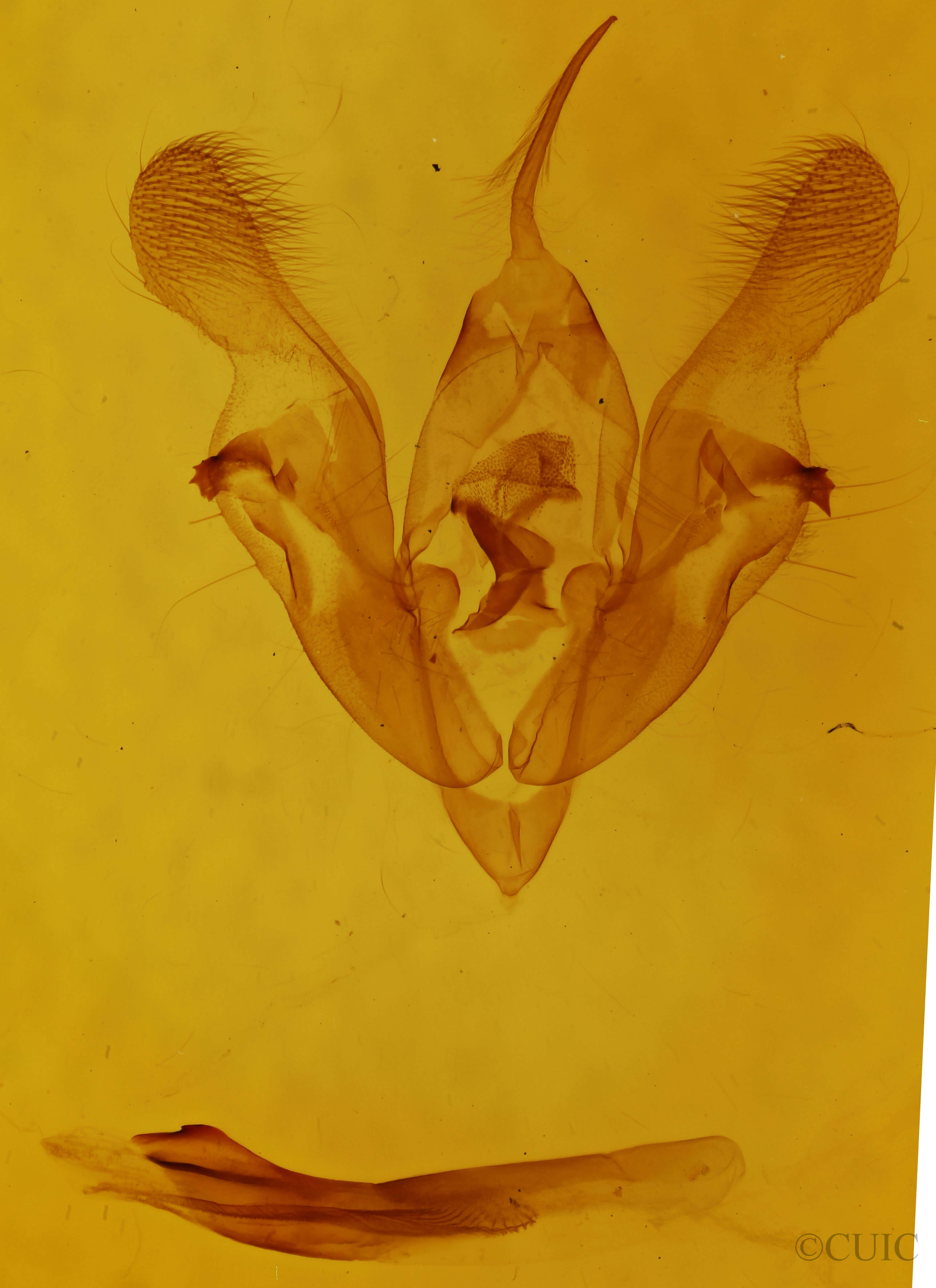 genitalia view of adult Protorthodes oviduca