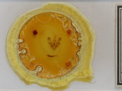 slide view of adult Protorthodes oviduca