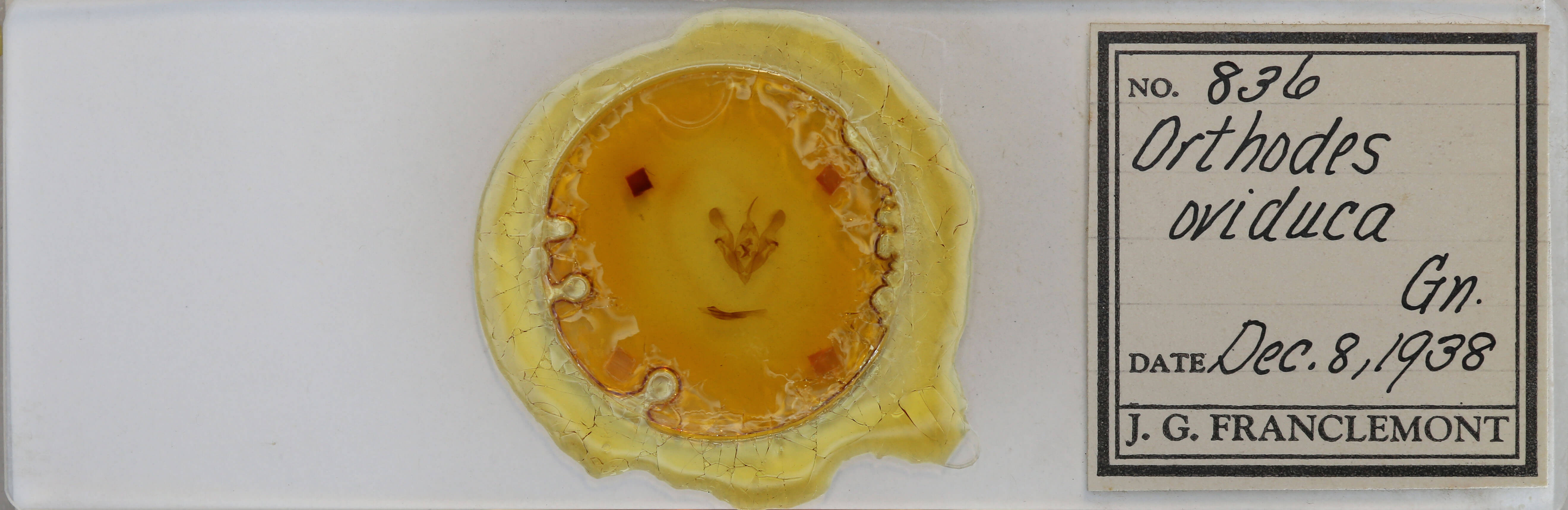 slide view of adult Protorthodes oviduca