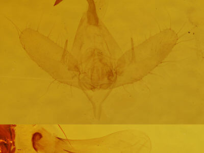 genitalia view of adult Pseudeva purpurigera