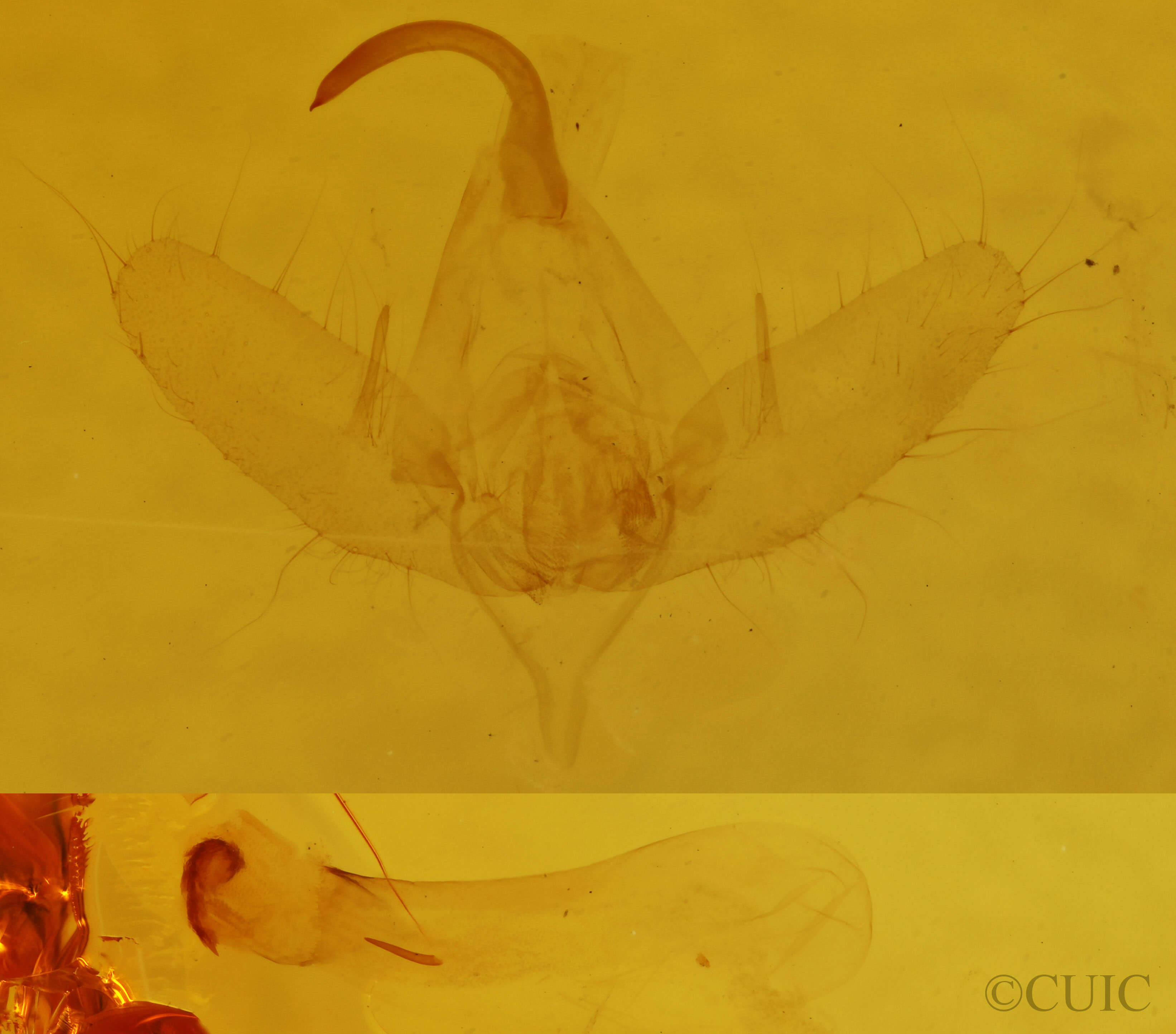 genitalia view of adult Pseudeva purpurigera