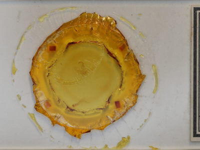 slide view of adult Pseudeva purpurigera