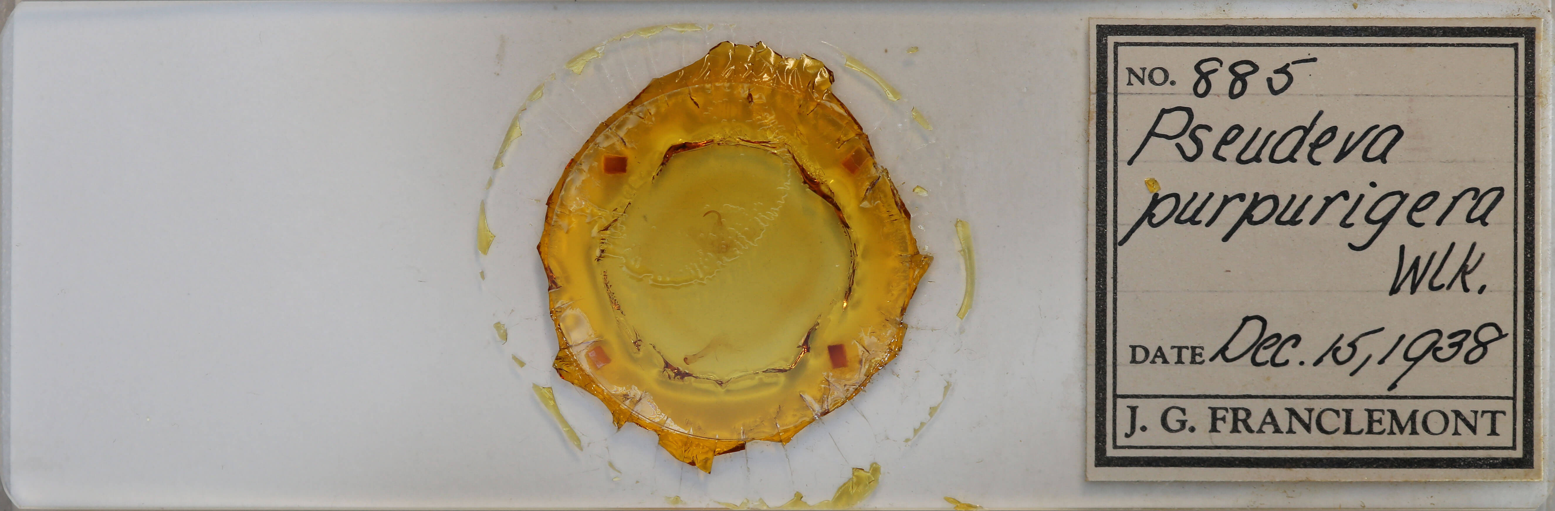 slide view of adult Pseudeva purpurigera