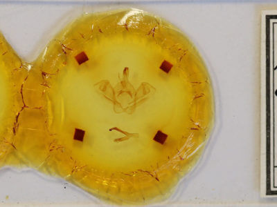 slide view of adult Psorocampa denticulata