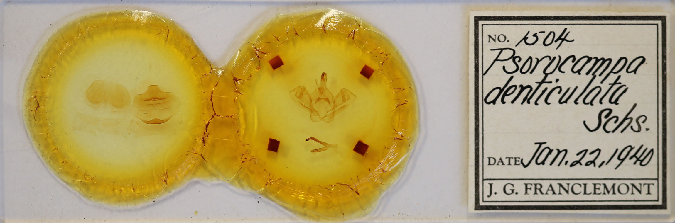 slide view of adult Psorocampa denticulata