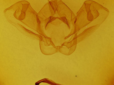 genitalia view of adult Psorocampa denticulata