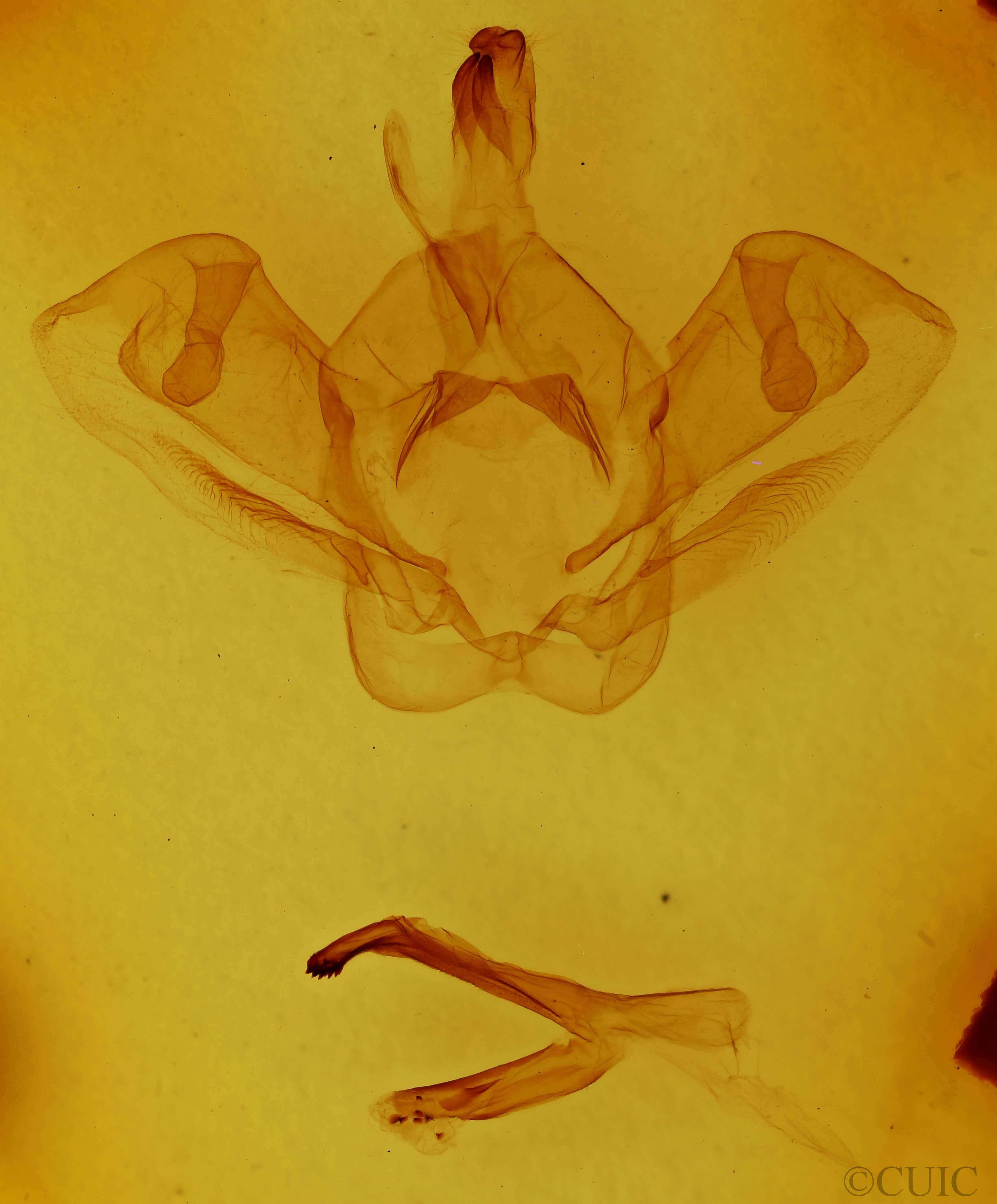 genitalia view of adult Psorocampa denticulata