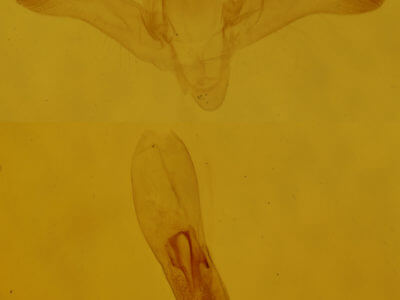 genitalia view of adult Idaea demissaria demissaria