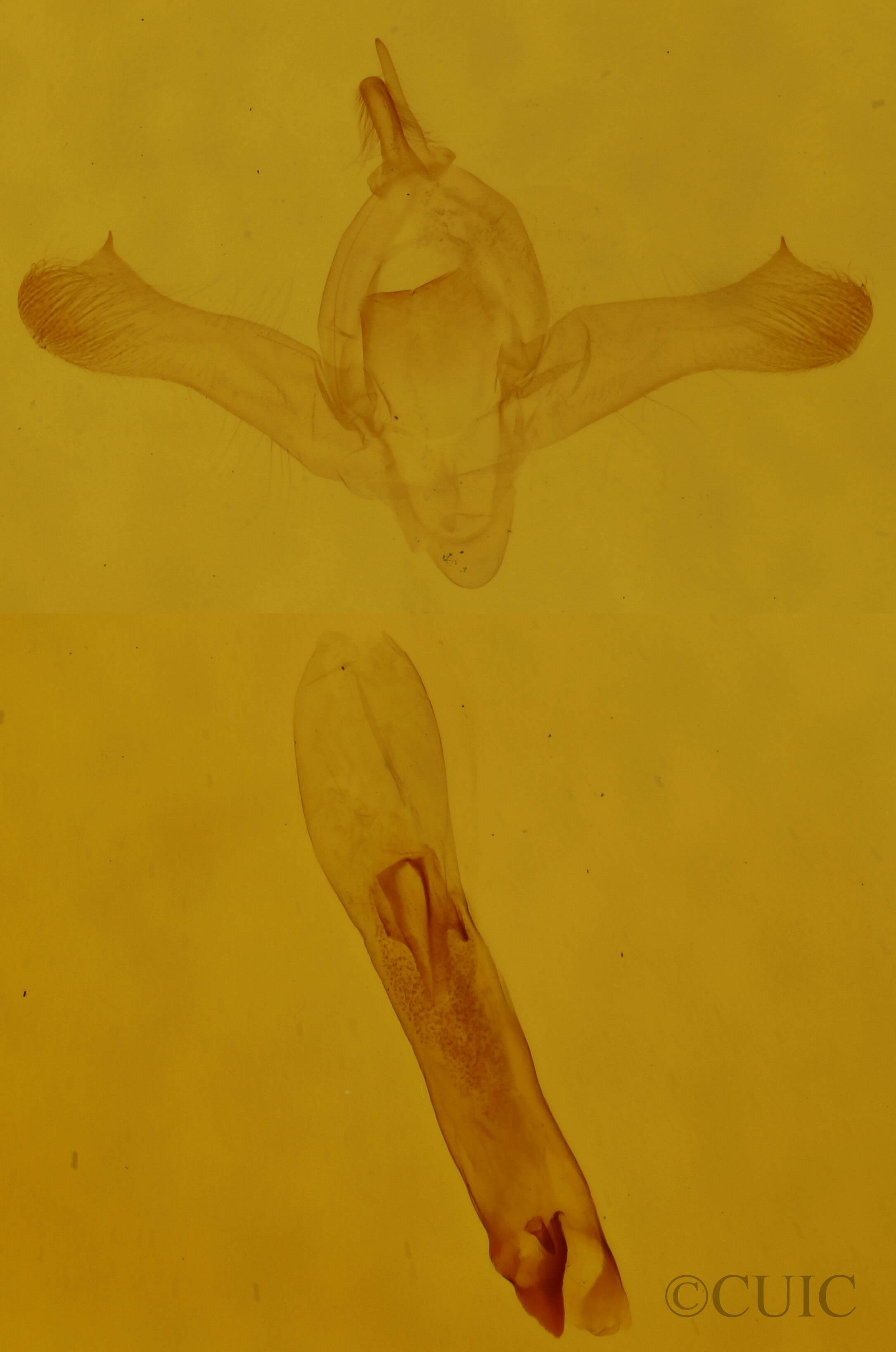 genitalia view of adult Idaea demissaria demissaria
