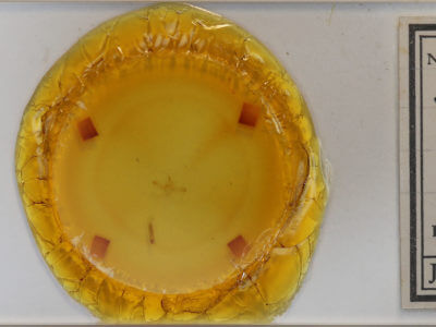 slide view of adult Idaea demissaria demissaria