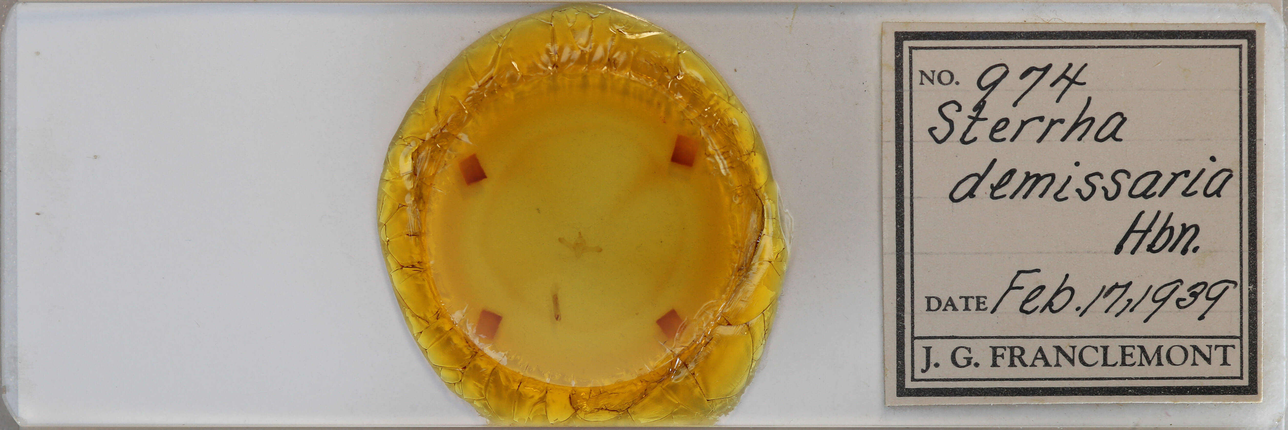 slide view of adult Idaea demissaria demissaria