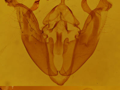 genitalia view of adult Pyreferra citrombra
