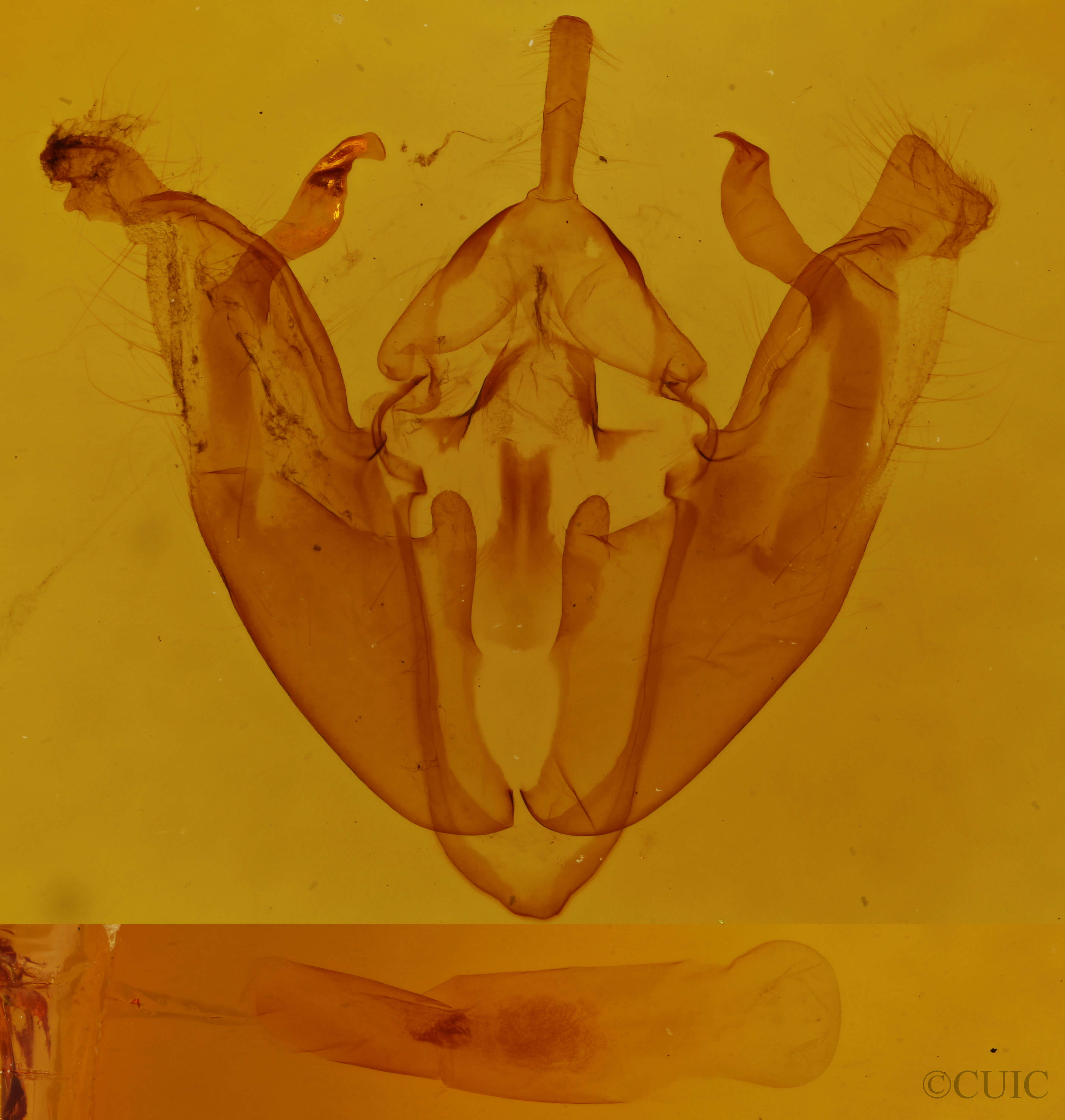 genitalia view of adult Pyreferra citrombra