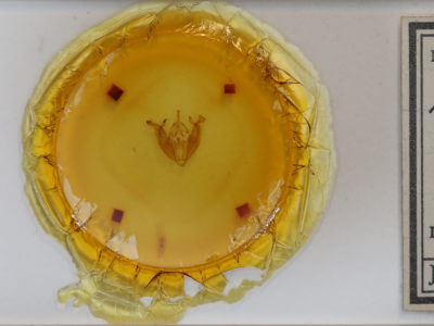 slide view of adult Pyreferra citrombra