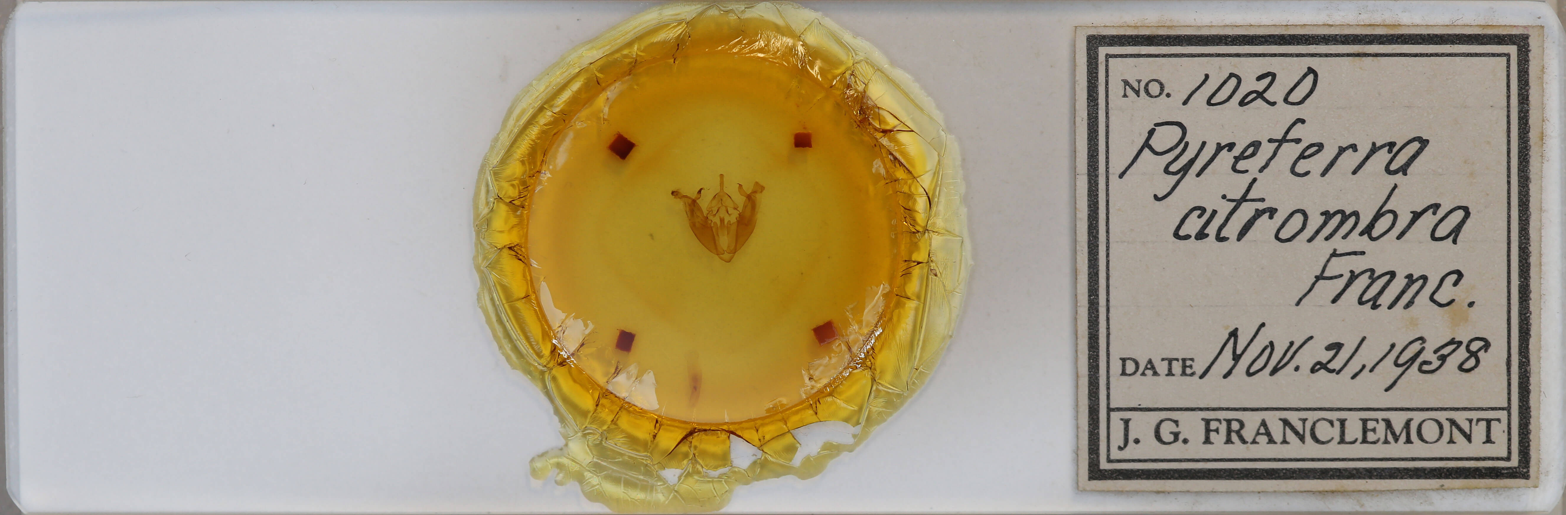 slide view of adult Pyreferra citrombra