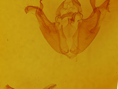 genitalia view of adult Pyreferra hesperidago