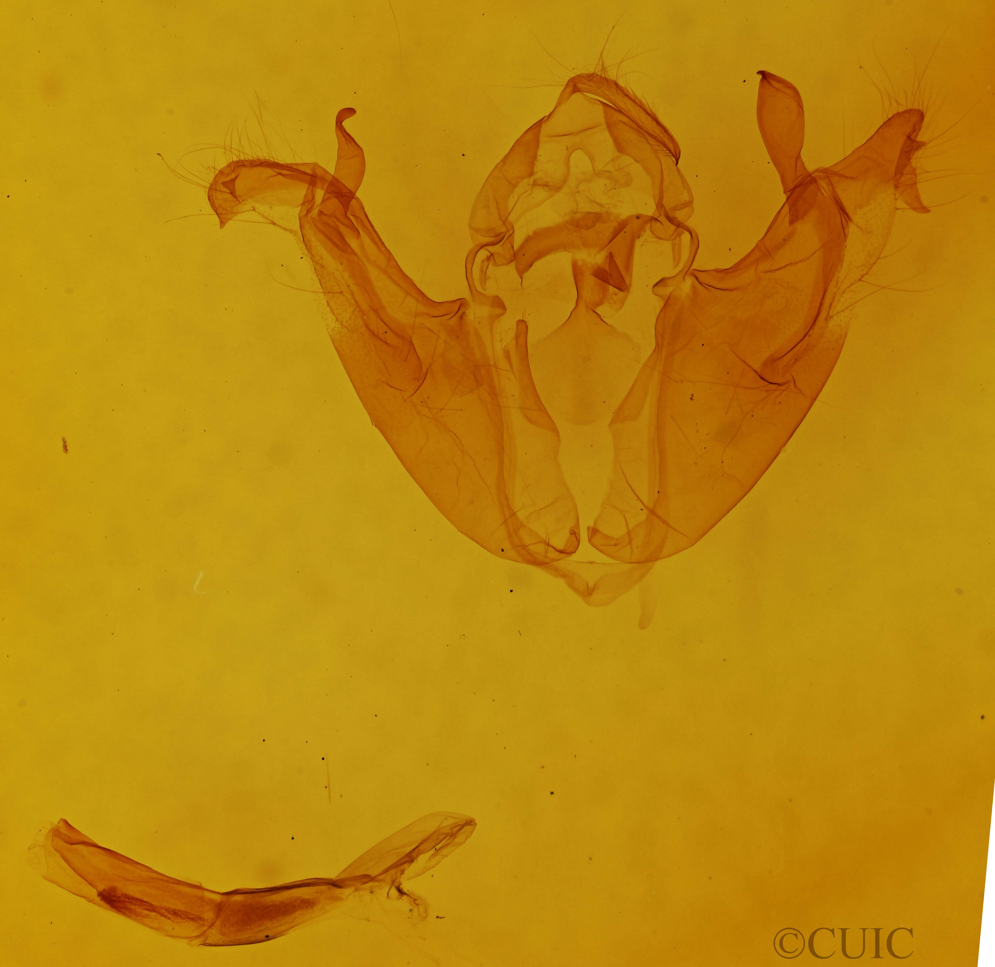 genitalia view of adult Pyreferra hesperidago