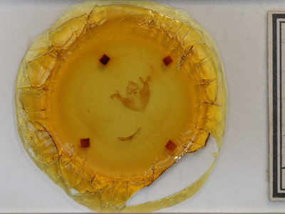 slide view of adult Pyreferra hesperidago