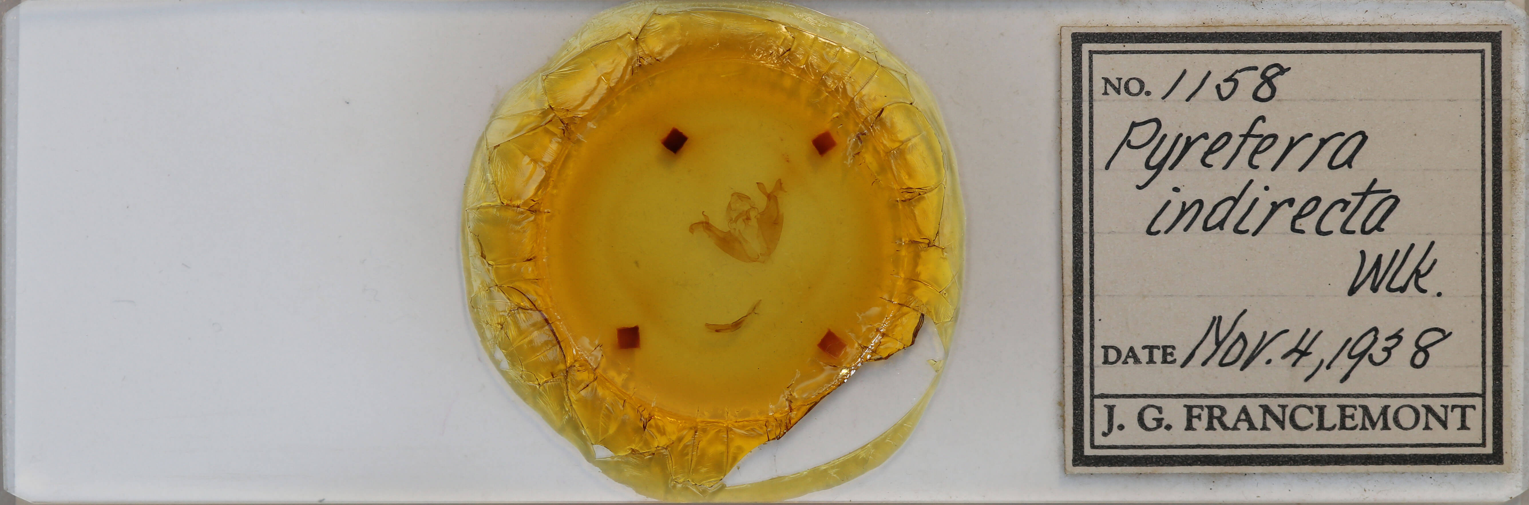 slide view of adult Pyreferra hesperidago